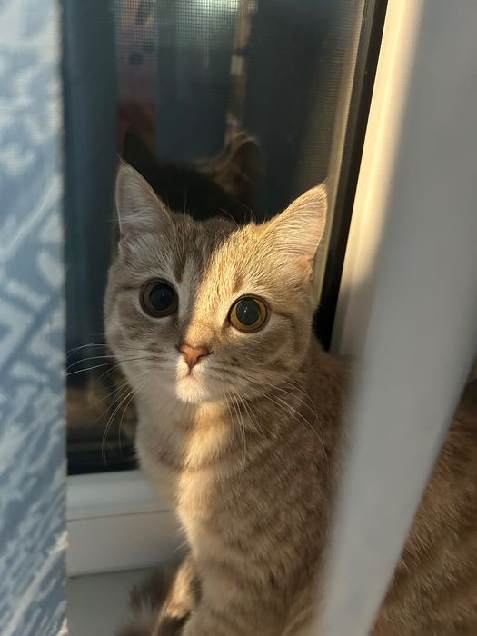 Шотландская кошка