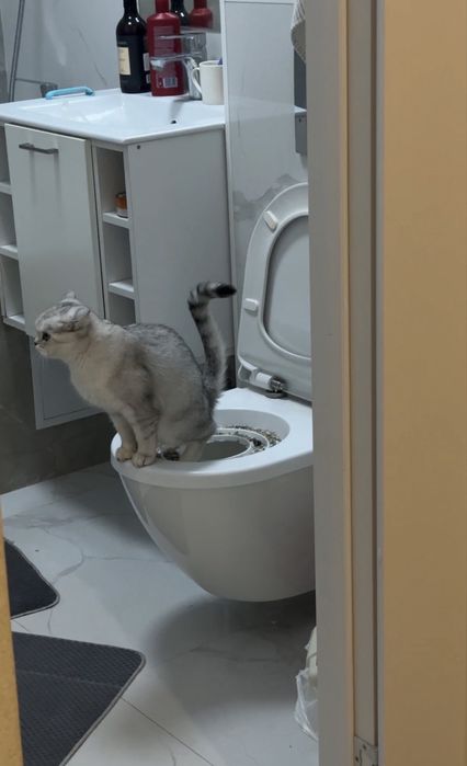 Отдам кошку в добрые руки
