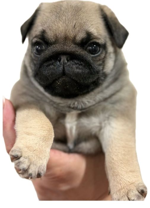 Очаровательный щенок мопса.