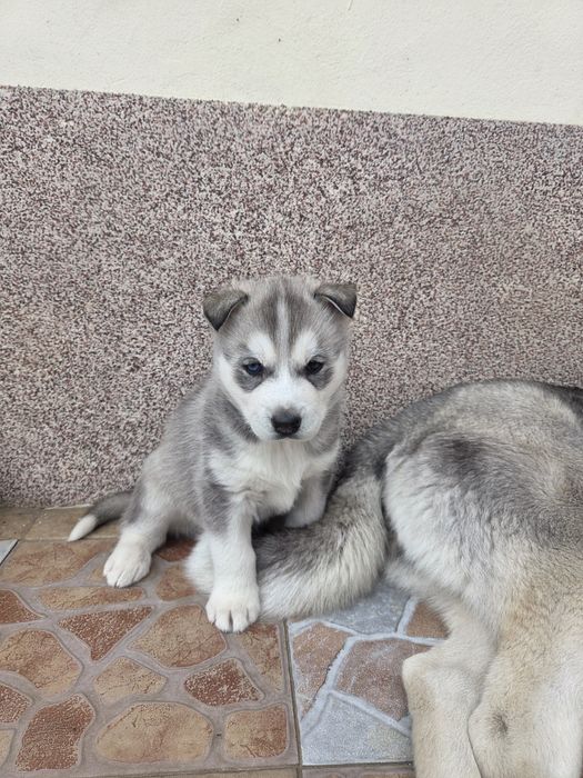Vând pui Husky Siberian