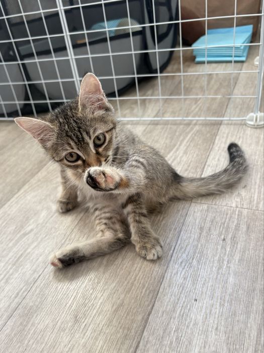 Котенок девочка 3 мксяца