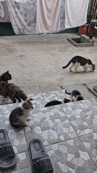 Donez pisicute mici pui