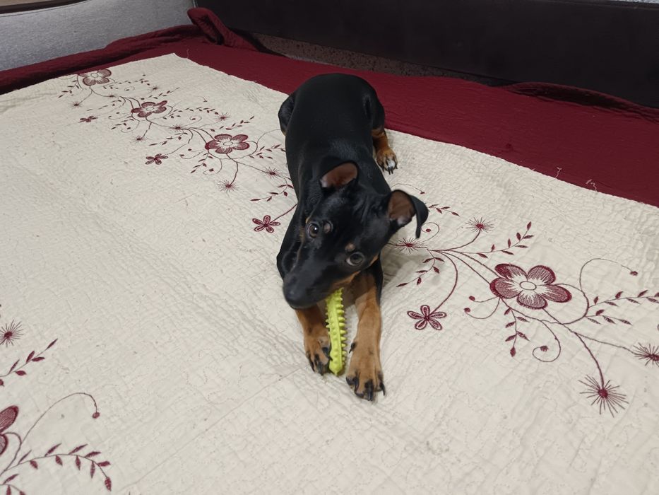 Продам девочку той терьера