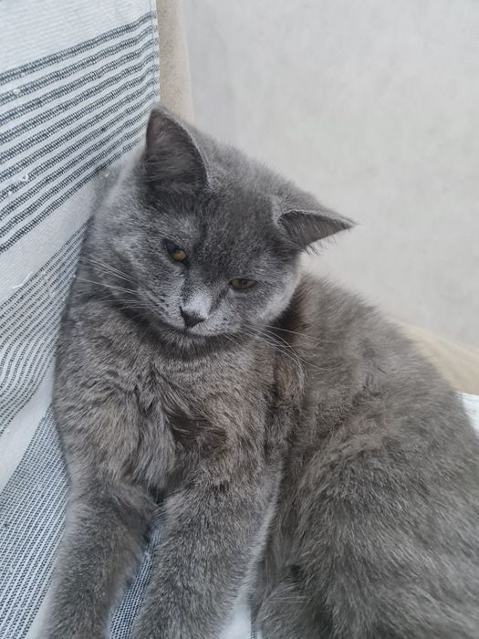 Britanskiy Skotish вяска qilishga