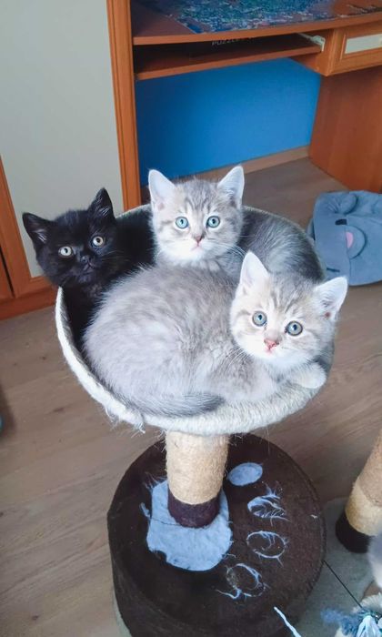 Таби уникални котенца