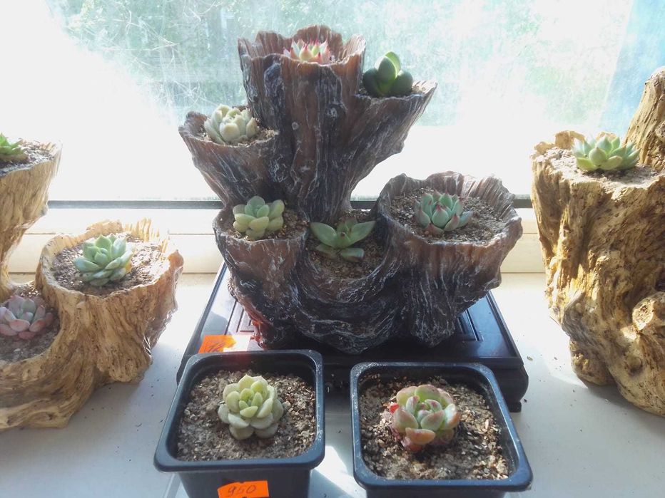 Продам суккуленты