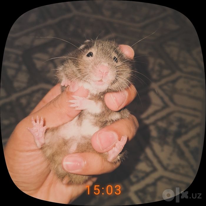 Хомякчалар сотилади