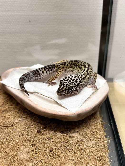 Ящерица Эублефар с террариумом
