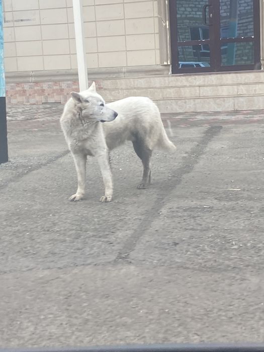 собака потерянная