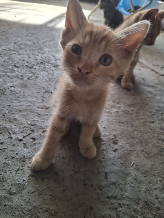 Отдам котят в добрые руки