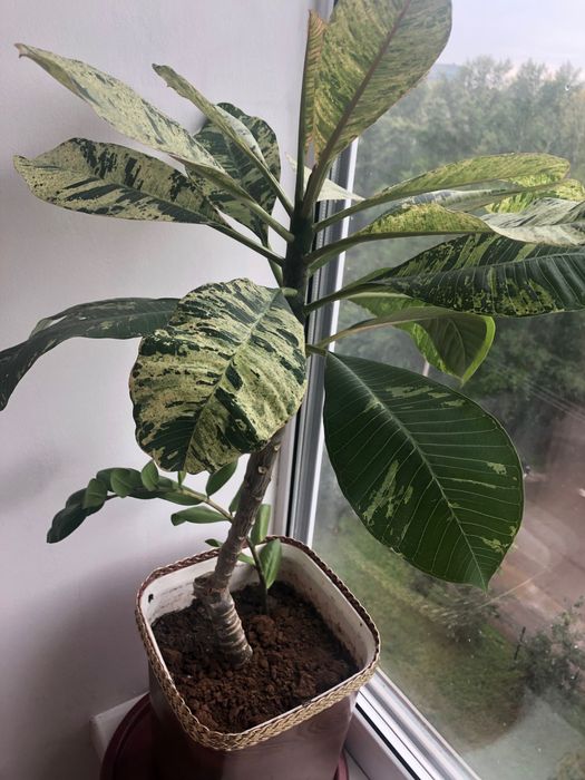 Комнатные цветы на юго-востоке