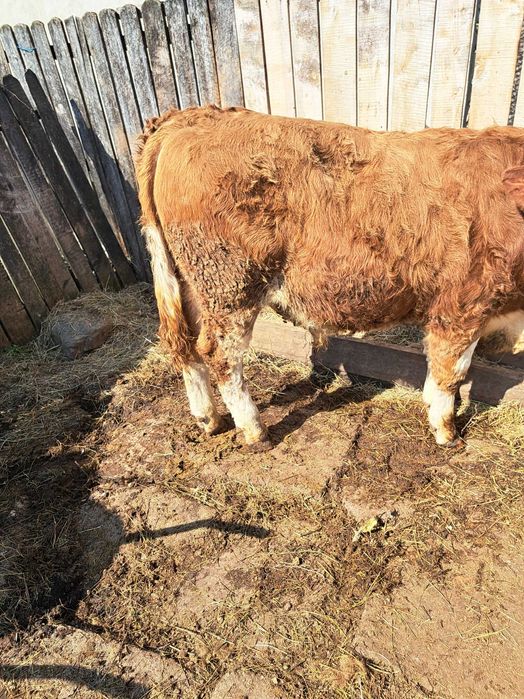 Tăuraș 300 kg 11 luni