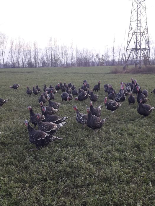 Curcani crescuti bio