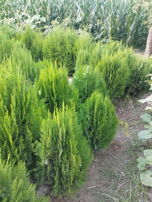 Арчалар зелёный забор мини забор учун