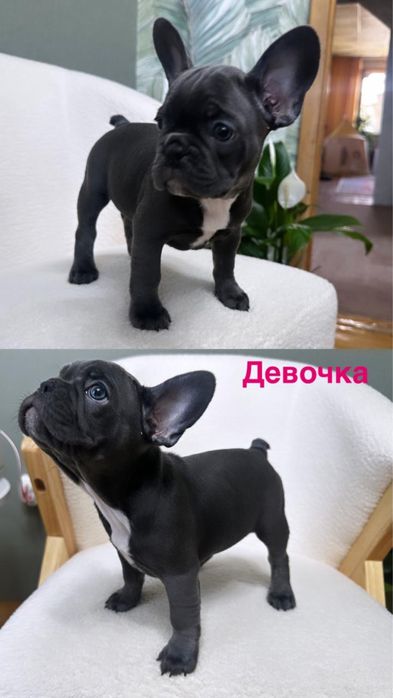 Француский бульдог