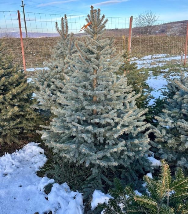 Brazi verzi si arginti la comanda