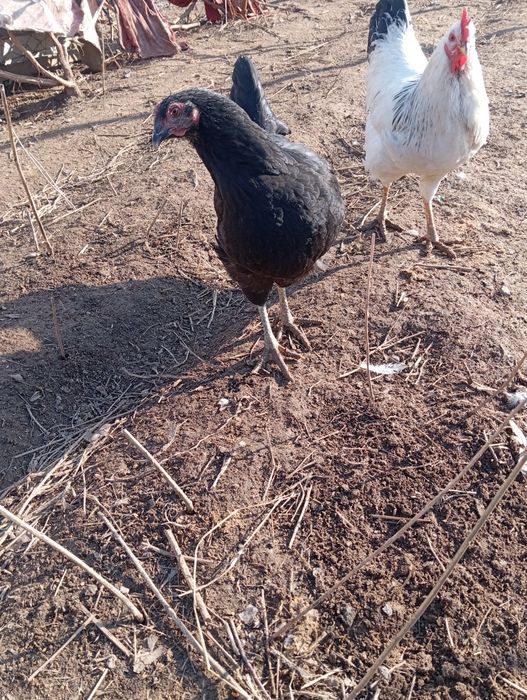 Джерский гигант тауык