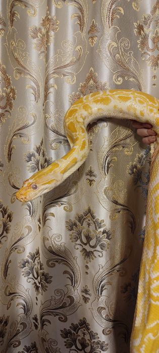 Змея (тигровый питон) с террариумом