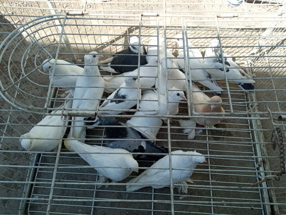 Голуби голуби голуби