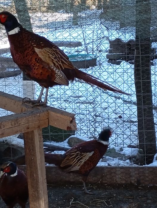 Schimb fazani comun masculi cu femele