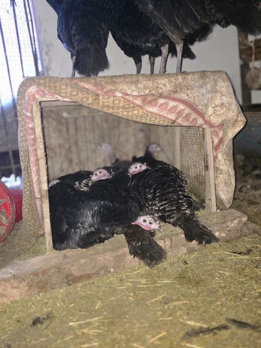 Индуклар сотилади