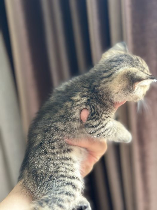 Мушук болалари зотли