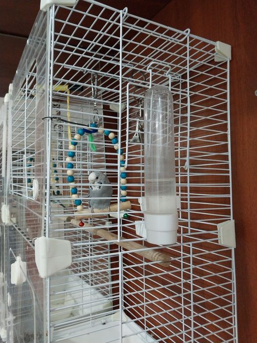 Продам волнистые попугаев