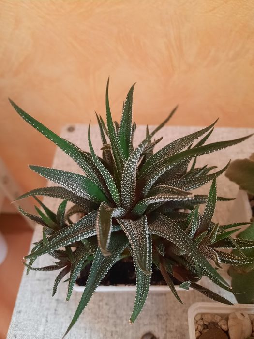 Продам кактусы и суккуленты.