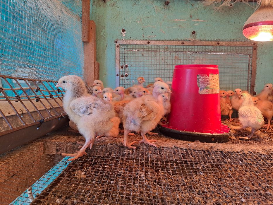 Pui de zii rasa mixta