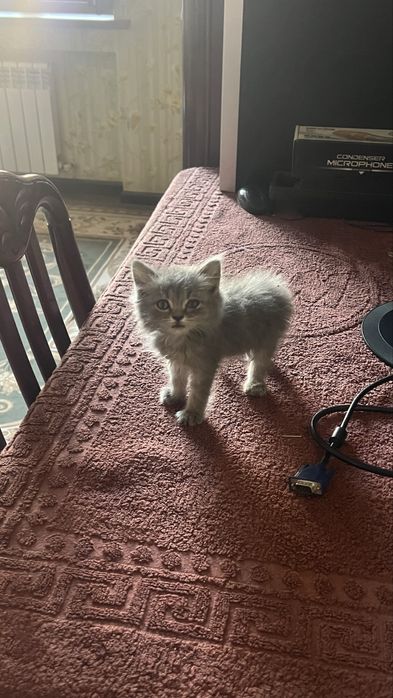 Умная серая Кошка