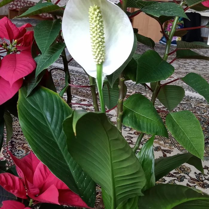 Продаются комнатные цветы