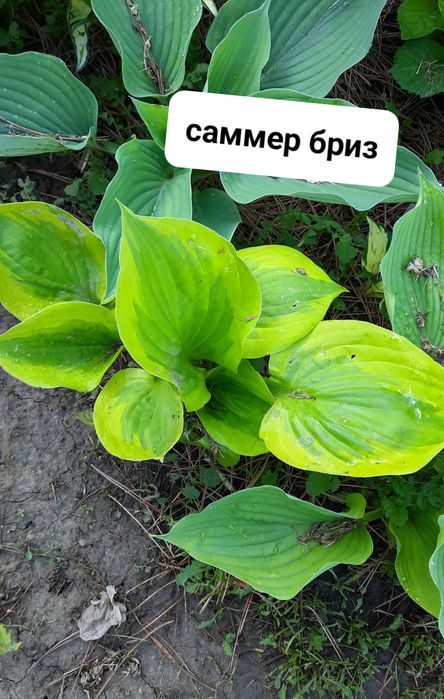 Хосты редких сортов.