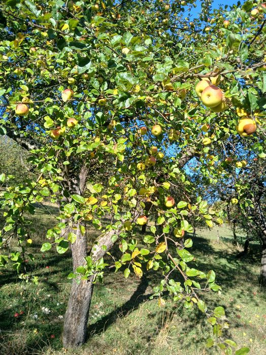 Fructe pomi fructiferi