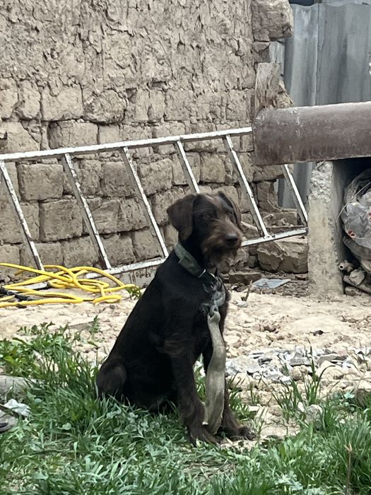 Немецкий дратхаар