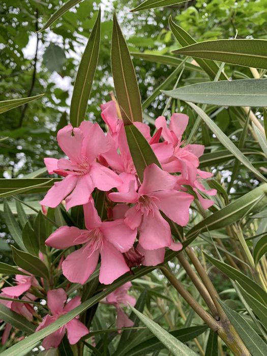 Aleandra 4yillik xushboʻy hidli gullar