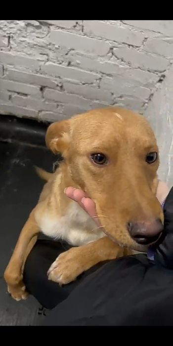 Роза-умнейшая собака