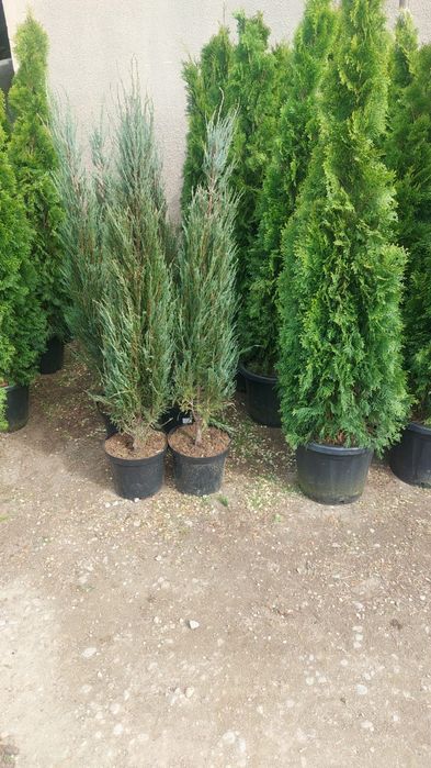 Туи ель сосна можевельник