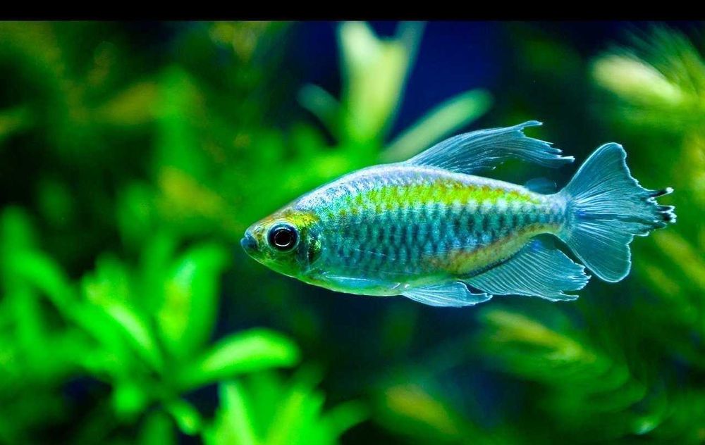 Тетра Конго в Аква-Зоо Салоне “Посейдон”