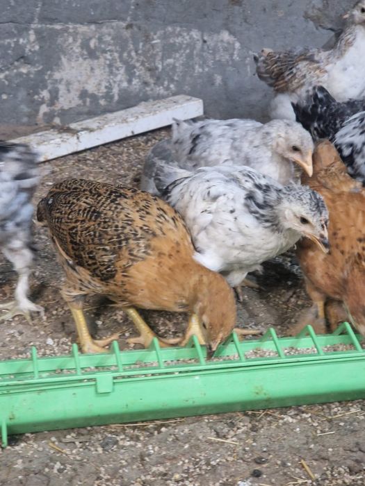 Продам цыплят брама+кучинские 1м10дней