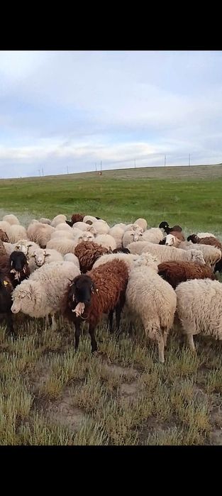 Продам 98 голов овцематки