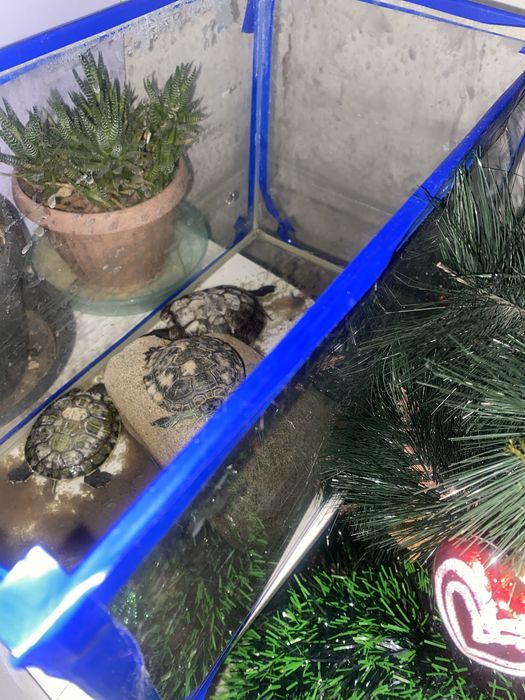 Продпм красноухих черепах