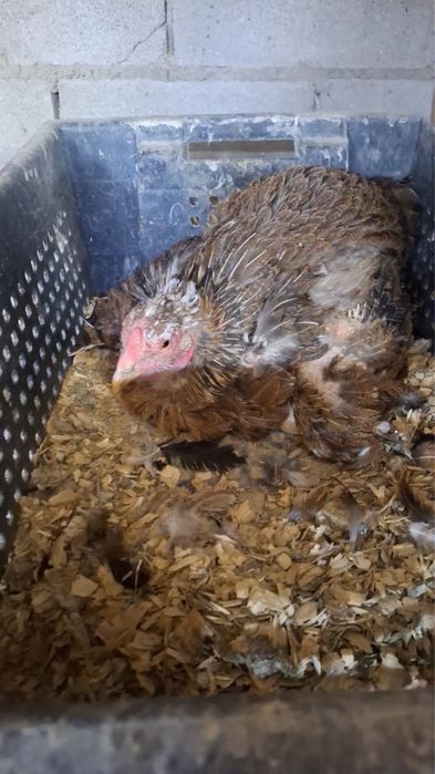 Продам квочку курицу бойцовую