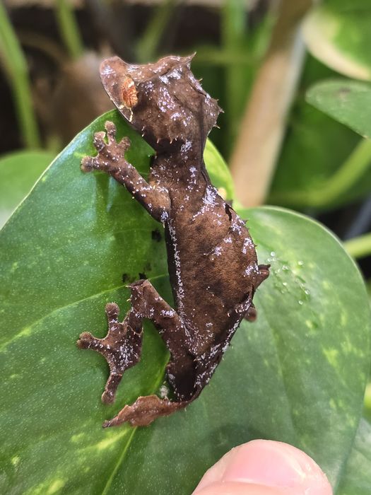 Uroplatus ebenaui, spear point leaf tail gecko