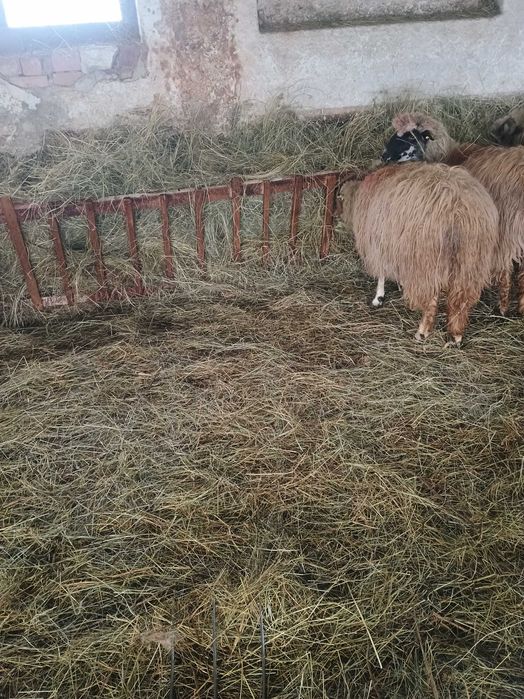 Vând 10 oi ,6 îs fătate