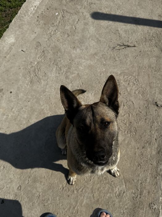 Бельгийская овчарка малинуа