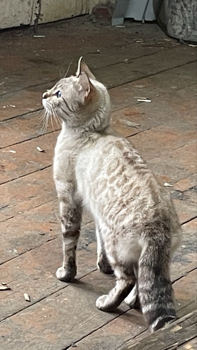 Sotiladi Siamskiy mushuk