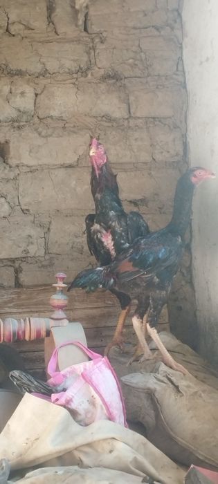 Dakan Xoʻroz sotiladi