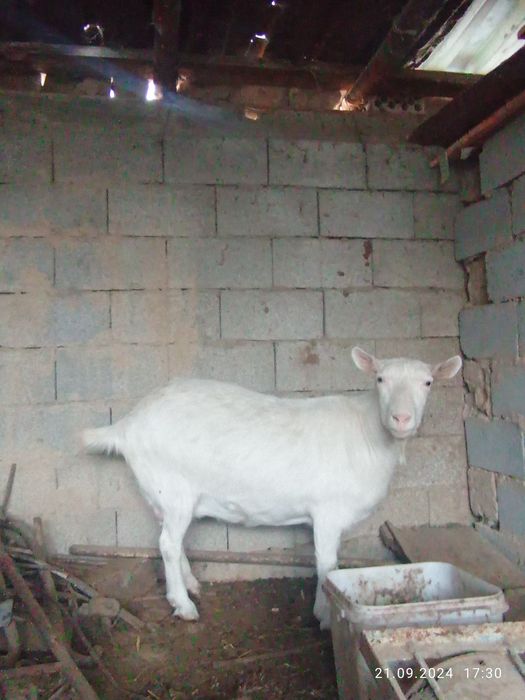 Зайнски 4 ешкі бағасын келісеміз