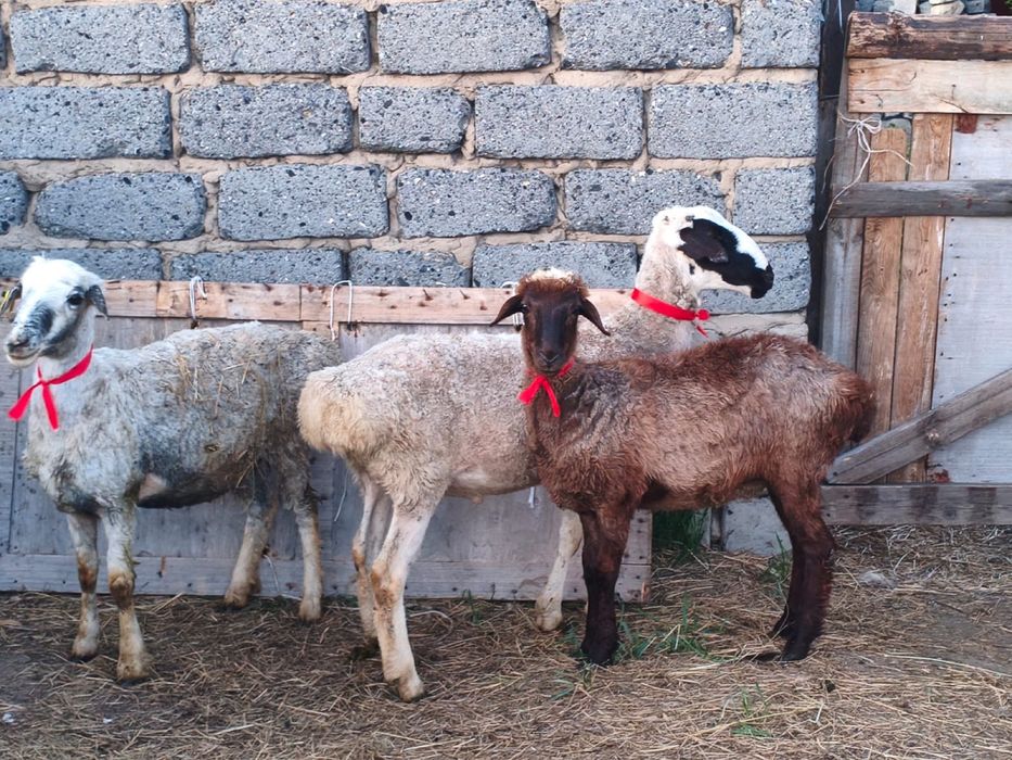 Продам баранов, договорная