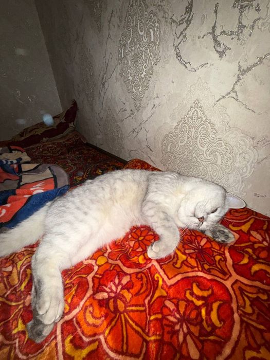 Британский шиншила срочна